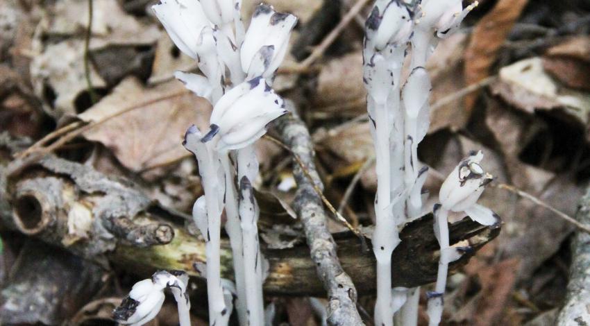 A ghost plant found in Ohio