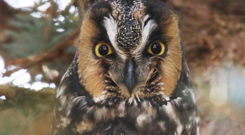 An owl observed during wintering-owl study.