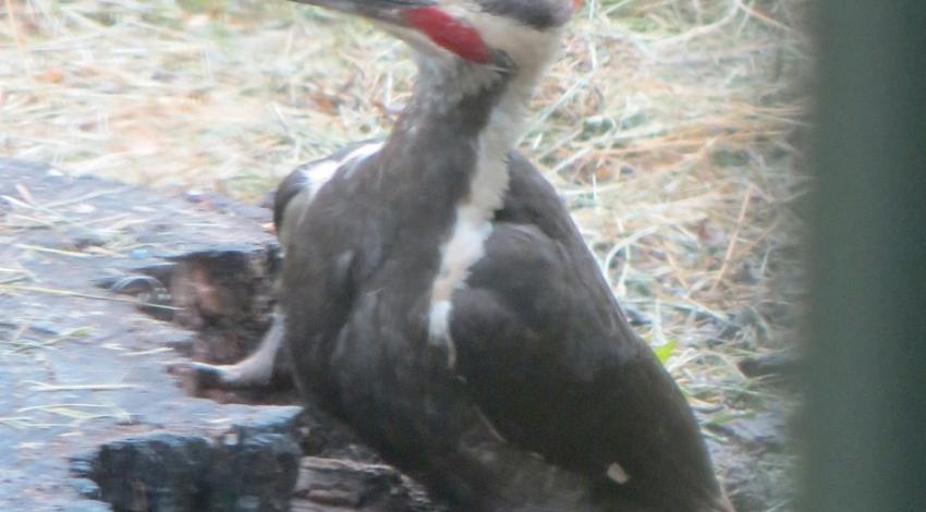 Rogalski woodpecker