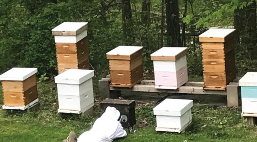 Stacey Shaw, safety director at Holmes-Wayne Electric, says he often just lies on the ground and watches his 10 hives, each of which, he says, has its own distinct personality.