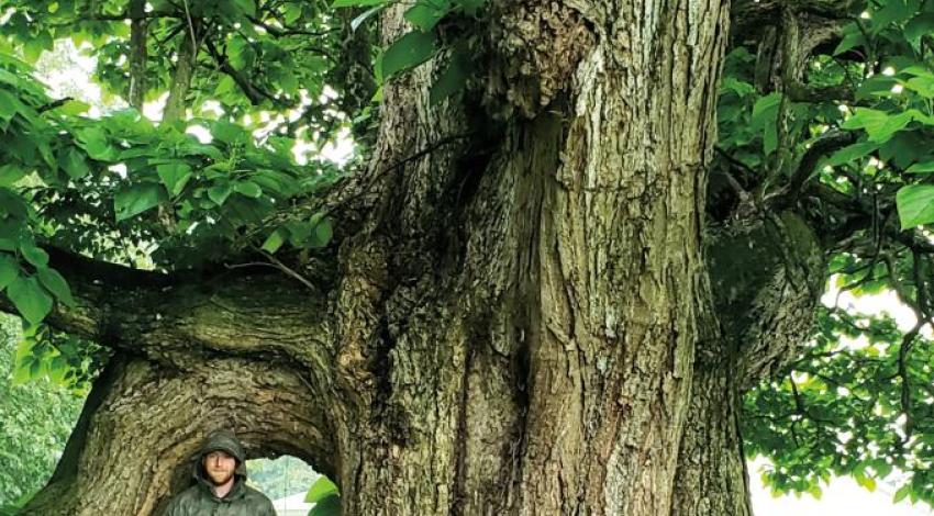 There’s a whole network of folks around the state who find and send in photos of Ohio’s largest trees to be posted on Marc DeWerth’s Big Trees Facebook and Instagram feeds — such as the national champion northern catalpa tree in Lawrence County.