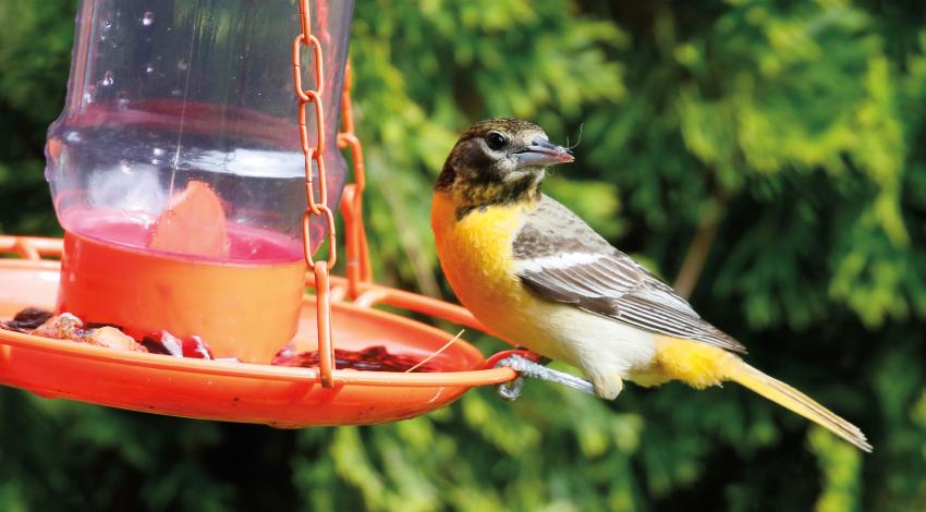 Baltimore orioles, such as the adult male on the left and the juvenile at right, migrate through Ohio beginning in late April and early May each year.