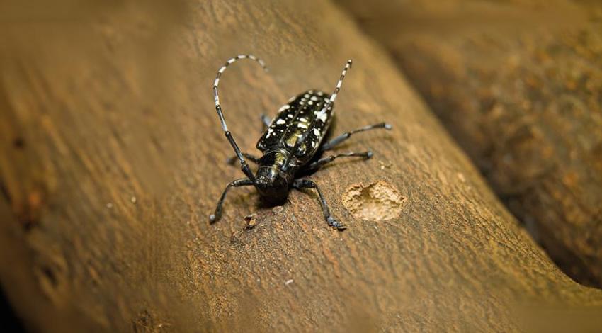 So far, more than 100,000 trees nationwide have been removed due to Asian longhorned beetle infestation and damage, and if left unchecked, the damage will only become worse.