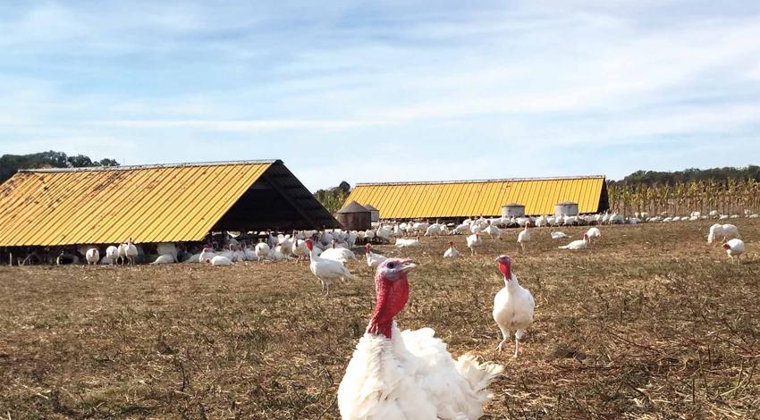 close up of white turkey in a field