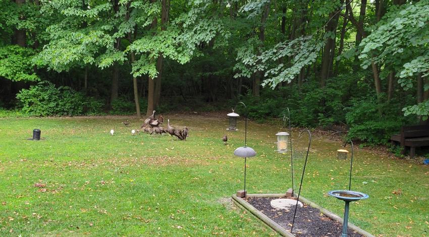 wild turkeys in yard