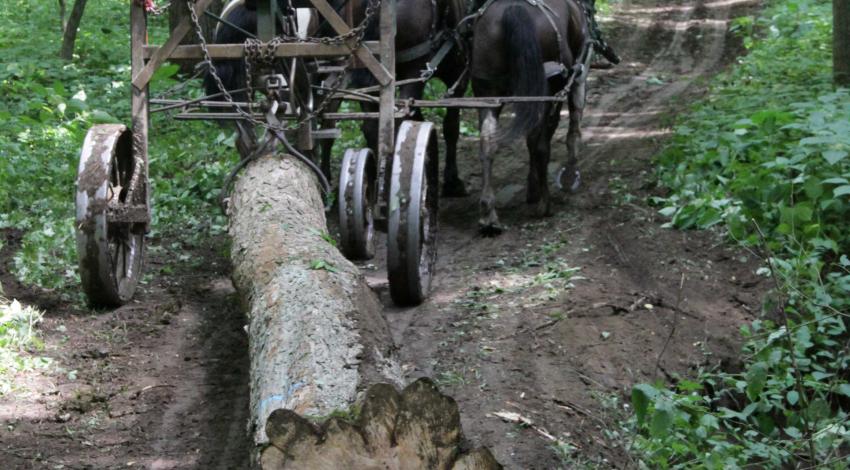 person pulling large log behind horse-drawn cart