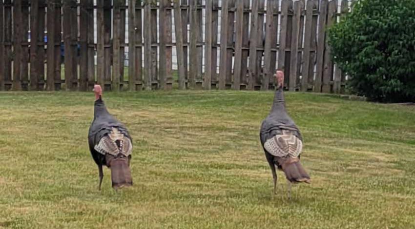 two wild turkeys in a yard