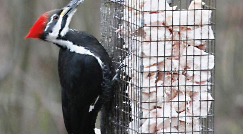 An easy-to-construct cage-trap suet feeder attracted this pileated woodpecker.