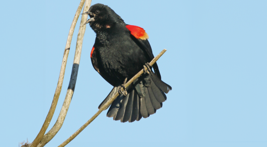Red-winged blackbirds are considered by ornithologists to be one of the most abundant birds in North America, with their continental numbers estimated at well over 100 million.