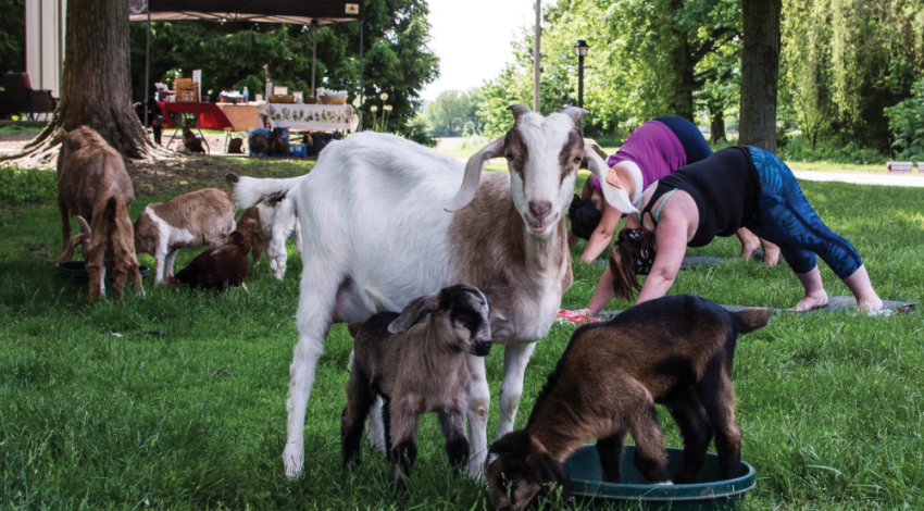 About 30 of the 150 goats that live at Harrison Farm in Groveport are “Yoga Goats” that are free to roam among the students taking yoga classes there (photograph courtesy of Dana Bernstein).