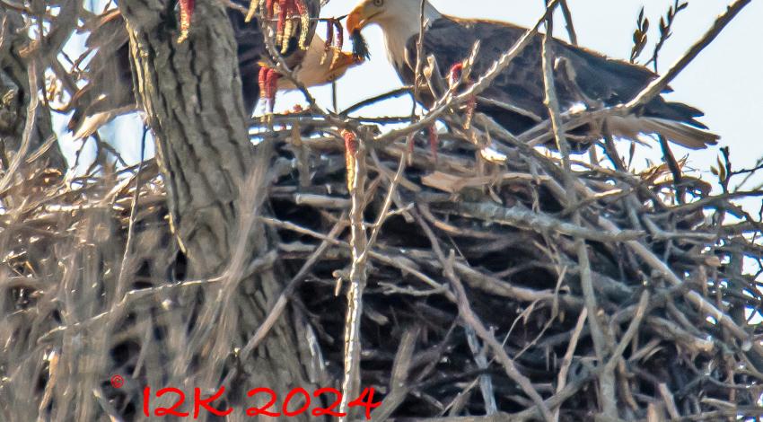 two bald eagles on a nest