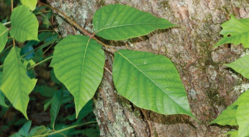 What makes poison ivy so toxic is urushiol, a clear liquid compound found in the plant’s leaves that can be transferred to your skin by simply brushing against a leaf.