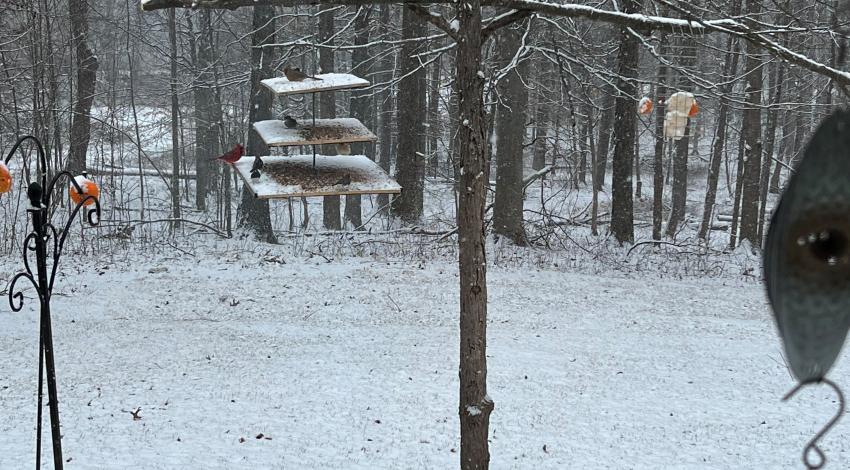 Bird feeder hangs above snowy ground