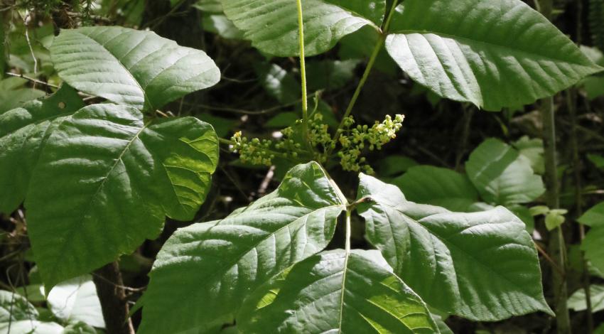 Poison ivy plant