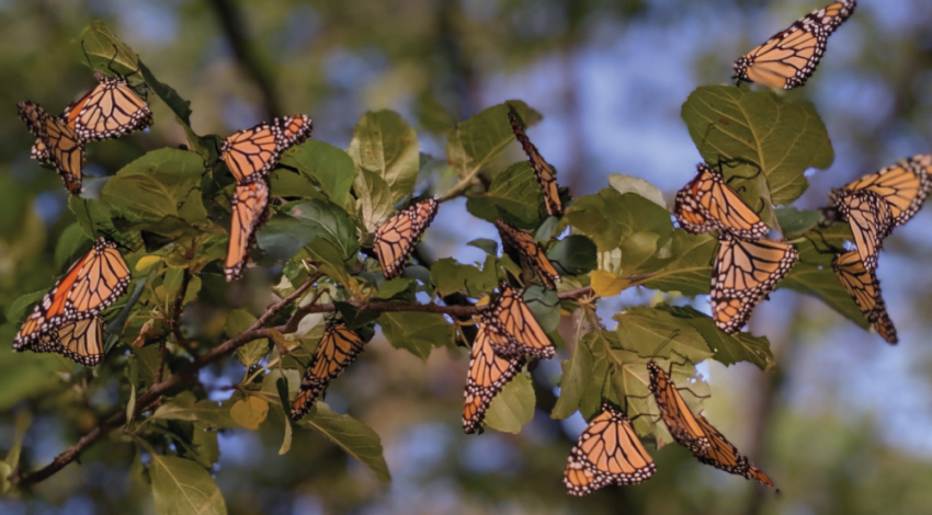 Monarch butterflies on a branch. 