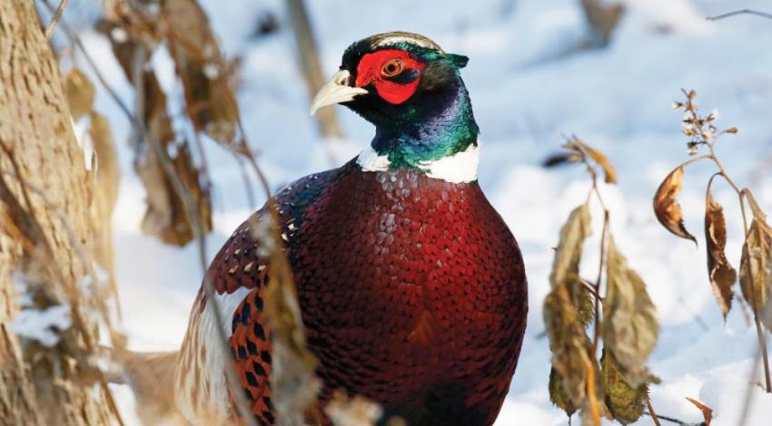 Asian ring-necked pheasants are also known as “ditch parrots” because of their bright plumage as well as their tendency to lounge along roadsides.