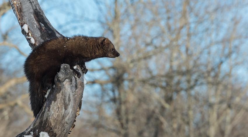 The fisher, also known as a fisher cat