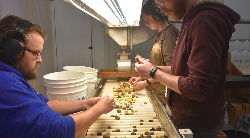 A group of people prepping chestnuts after harvest