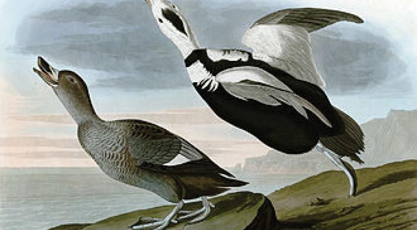 A painting of Labrador ducks