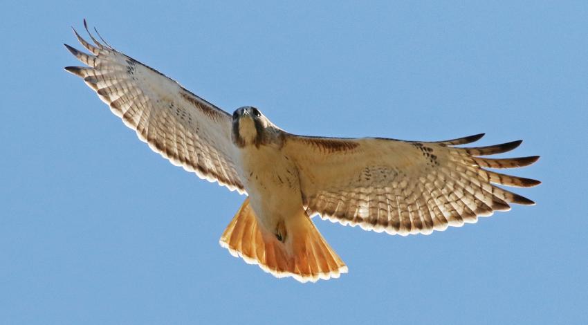 A red-tailed hawk flying