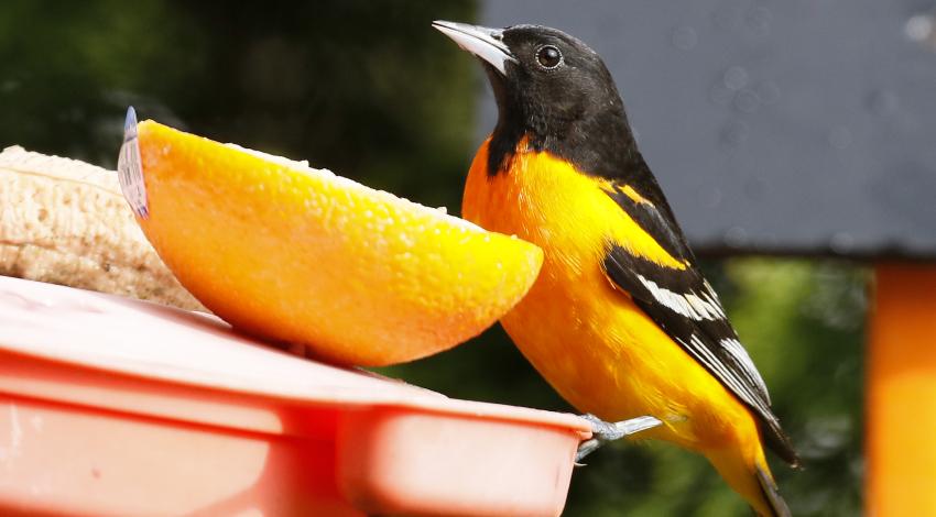 orange and black bird perched next to half a orange