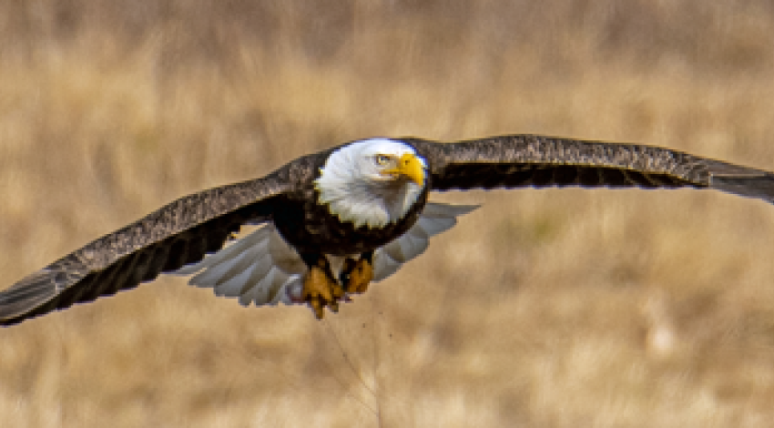 bald eagle flying
