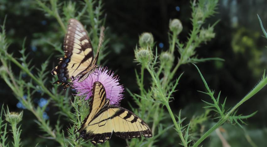 Two butterflies resting on a flower