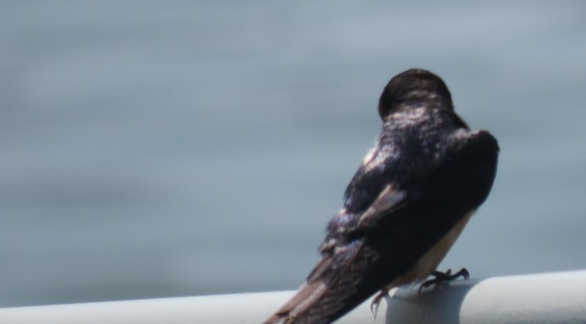 bird on rail by water