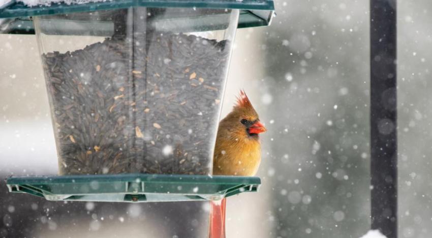 Female cardinal perched on a feeder