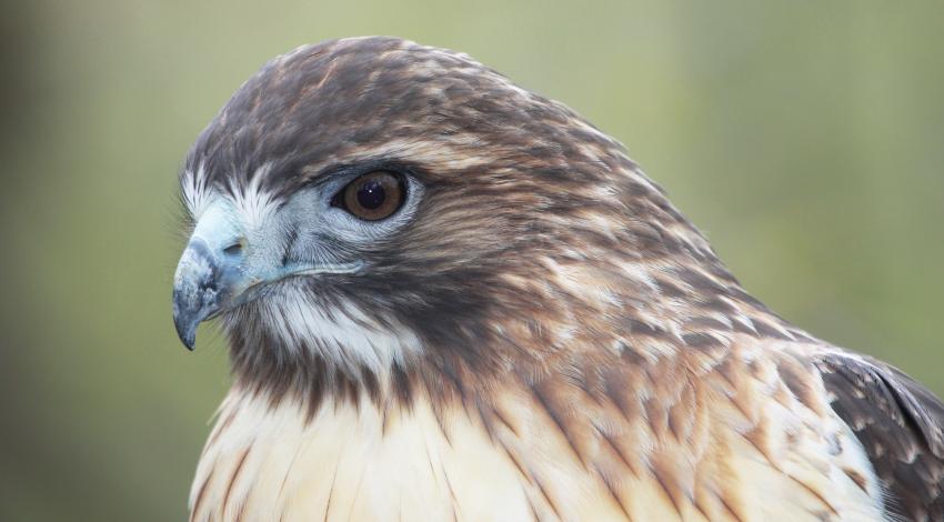 Red-tailed hawk