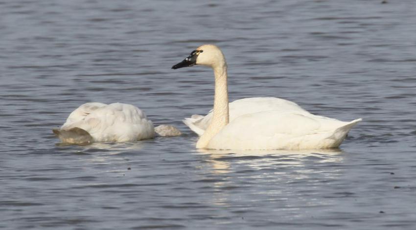 Tundra Swans in water
