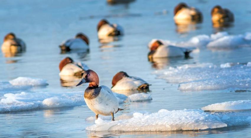 A photo of ducks in icy water