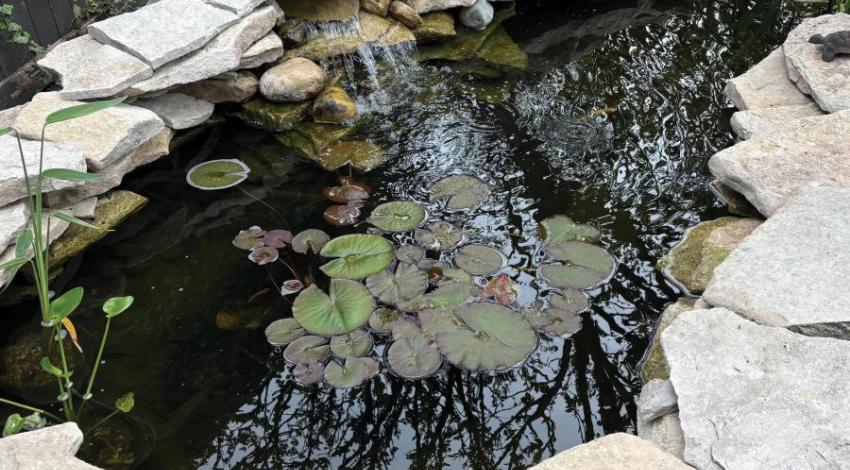 A small backyard pond