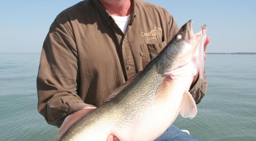 A man holding a walleye on Lake Erie