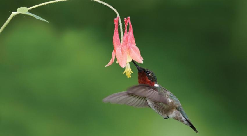 A rub-throated hummingbird