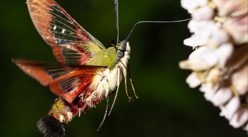 insect flying around flower