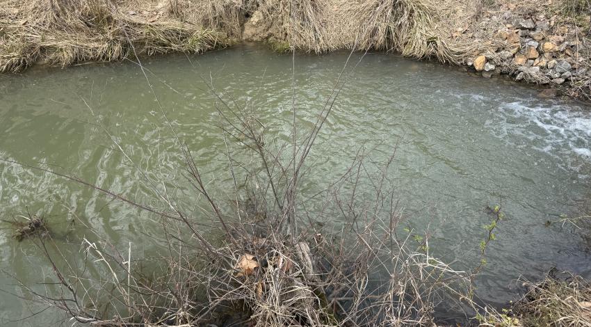stream with burrow on the bank