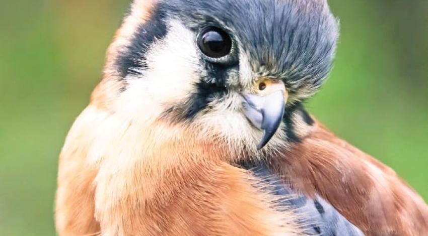An American kestrel