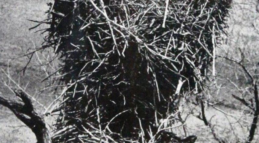 A black and white photo of an eagle with its nest