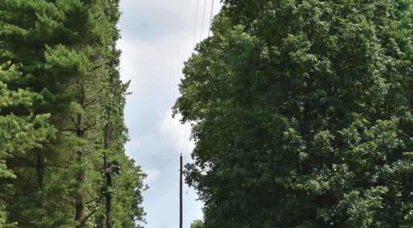 A right-of-way before trimming.