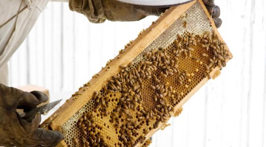 A person inspecting an active honeybee hive