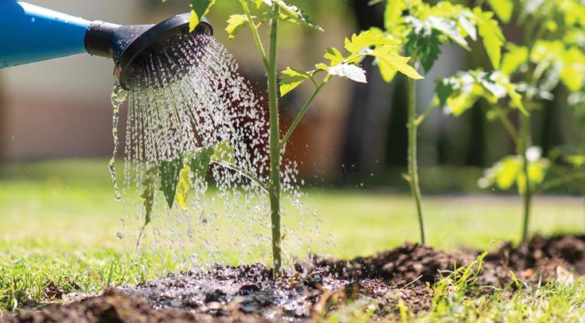 A watering can watering crops in the ground
