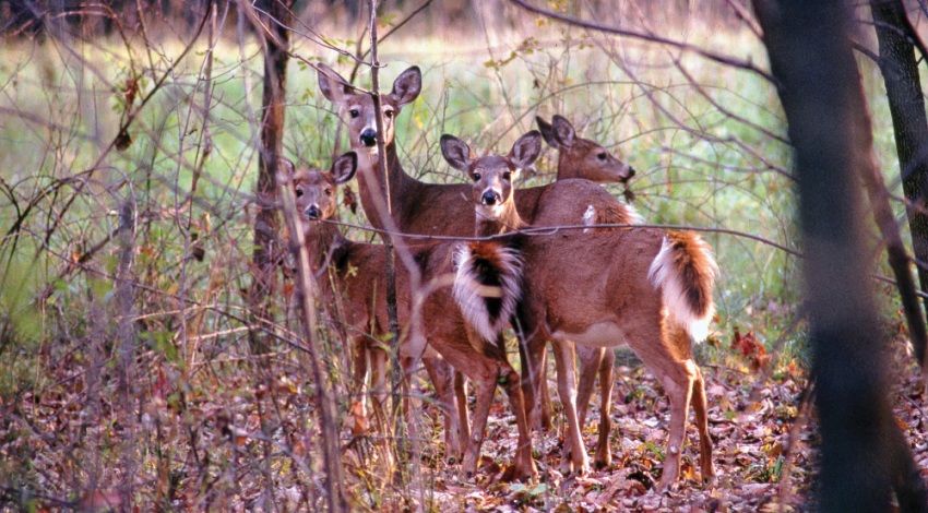 A doe with her triplet fawns in the woods