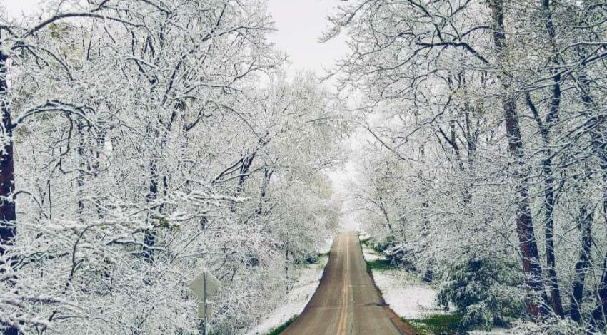 clear road through snow-covered trees
