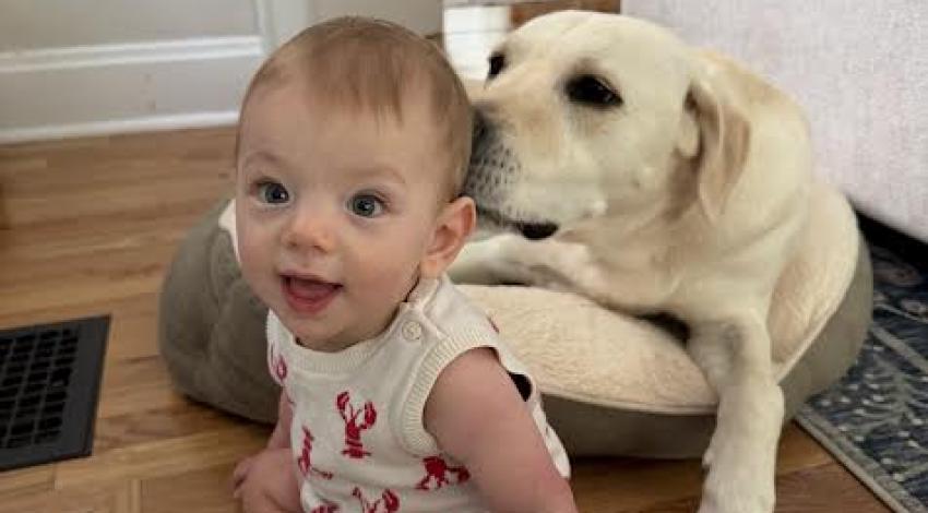 yellow lab with nose on baby's head