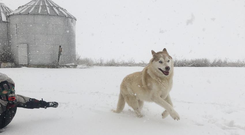 husky dog running in the snow