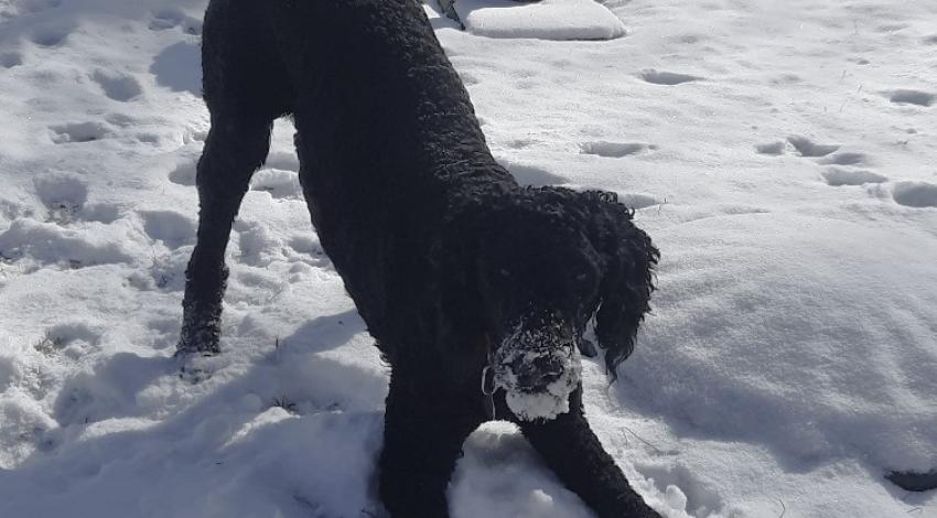 Black dog play bows in the snow