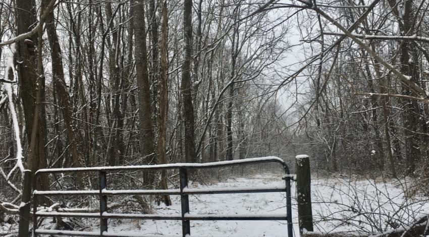 gate in a snowy forest