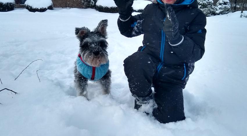 little boy and schnauzer wearing a coat, playing in the snow