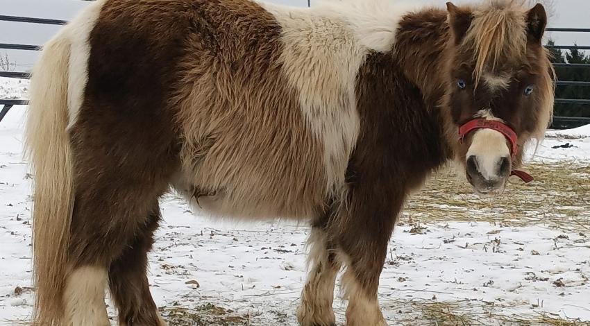 fuzzy brown-and-white miniature horse in the snow